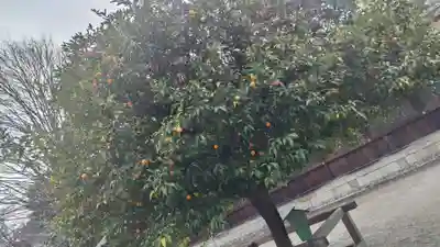 平野神社(京都府)