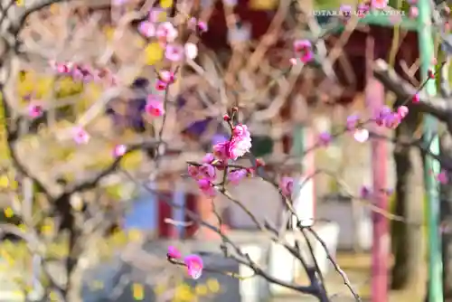 亀戸天神社(東京都)