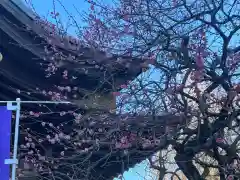 牛天神北野神社の自然