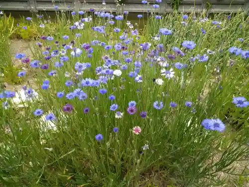 藤田神社[旧児島湾神社]の自然