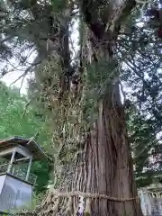 愛宕神社の自然