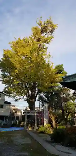 半田稲荷神社の自然