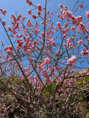 東福禅寺（東福寺）の自然