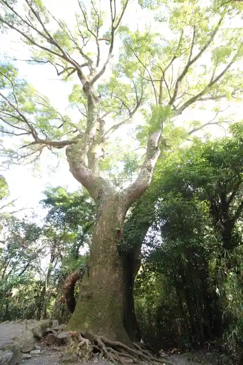 月讀宮(皇大神宮別宮)の自然