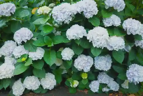 東大寺別院阿弥陀寺の自然
