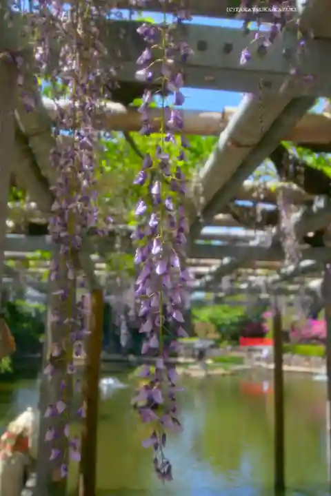越ヶ谷久伊豆神社(埼玉県)
