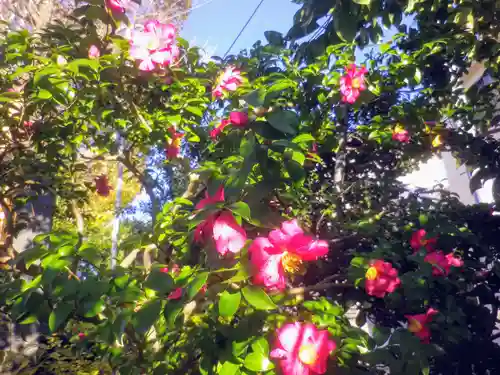 由比若宮（元鶴岡八幡宮）の自然