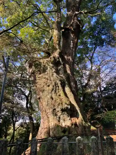 柞原八幡宮(大分県)