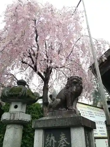 櫻山神社の狛犬