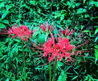 普門寺(切り絵御朱印発祥の寺)(愛知県)