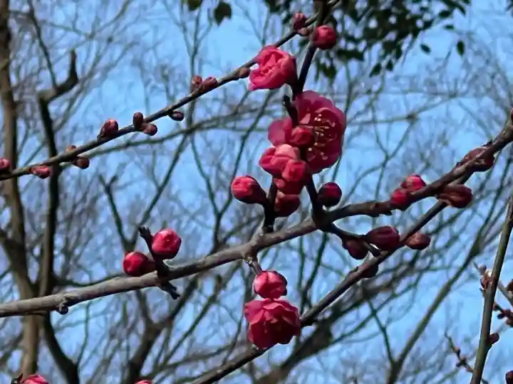北野天満宮(京都府)