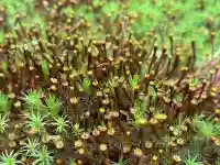 興臨院(京都府)