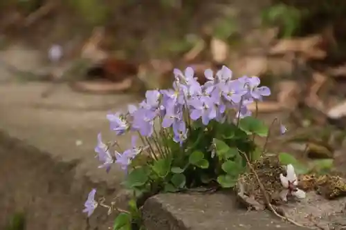 愛宕神社の自然