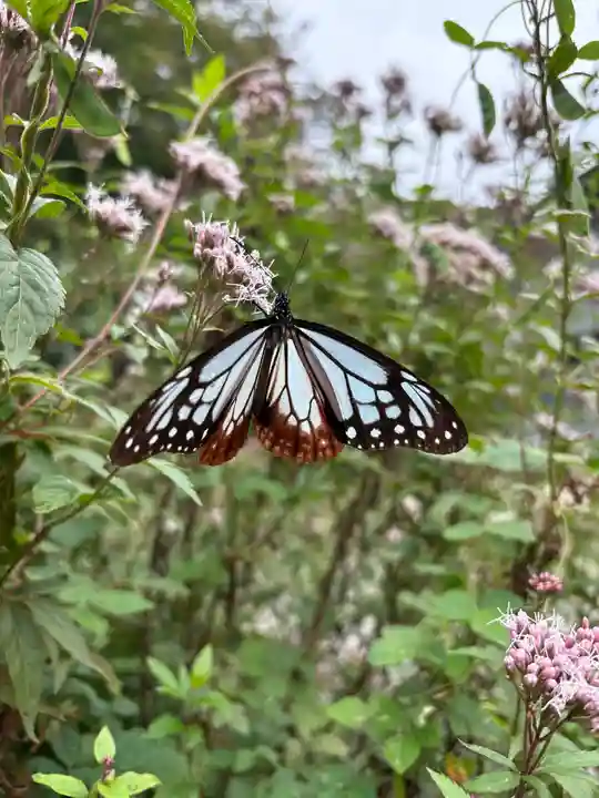 普門寺(切り絵御朱印発祥の寺)(愛知県)