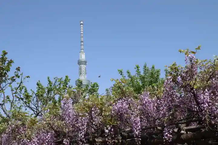 亀戸天神社(東京都)