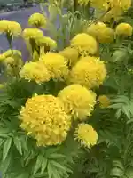 佐倉宗吾大明神の自然