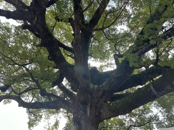 百舌鳥八幡宮(大阪府)