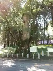 親都神社の自然