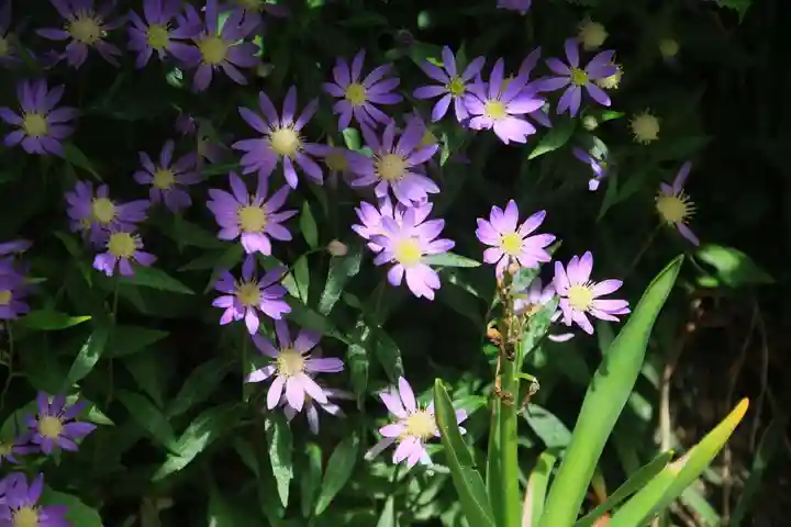 阿邪訶根神社の庭園