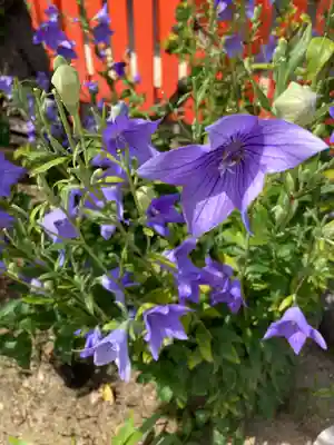 兵庫嚴島神社の自然