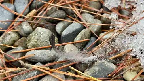 鹿部稲荷神社の{uncategorized: "未分類", other: "その他", undefined: "問題あり", building: "その他建物", grave: "お墓", sacred_gate: "鳥居", guardian: "狛犬", statue: "像", buddha: "仏像", history: "歴史", nature: "自然", garden: "庭園", animal: "動物", pagoda: "塔", temizu: "手水舎", mountain_gate: "山門・神門", sanctuary: "本殿・本堂", subordinate: "末社・摂社", art: "芸術", scenery: "景色", jizo: "地蔵", ema: "絵馬", goshuin: "御朱印", omikuji: "おみくじ", items: "授与品その他", amulet: "お守り", goshuincho: "御朱印帳", eats: "食事", festival: "お祭り", votive_dance: "神楽", shichigosan: "七五三参", wedding: "結婚式", experience: "体験その他", initially: "初詣", around: "周辺", anti_infection: "感染症対策"}