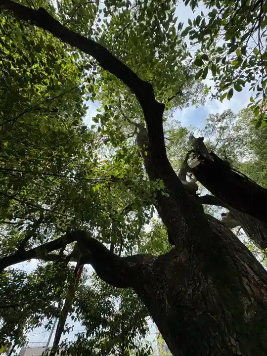 若一神社(京都府)