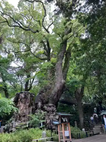 來宮神社(静岡県)
