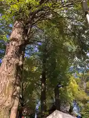 田無神社の自然