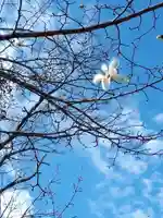 新琴似神社の自然