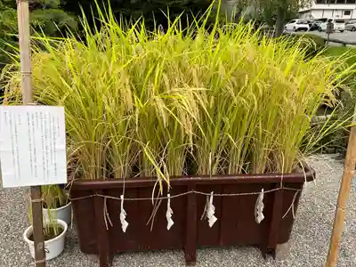 宝登山神社(埼玉県)