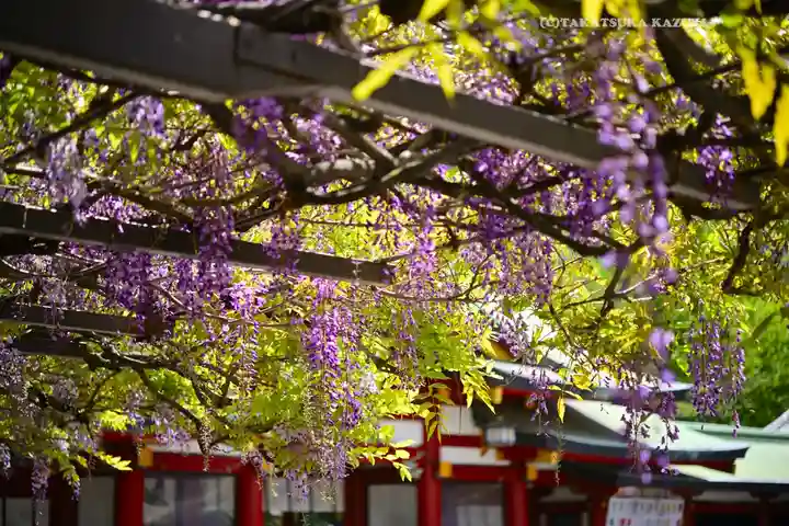 日枝神社(東京都)