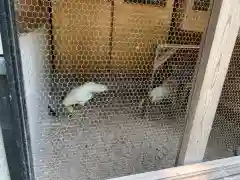 彌彦神社の動物