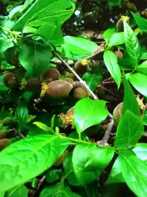 福蔵院(東京都)