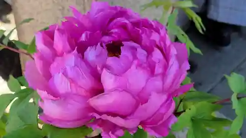 上野東照宮の自然