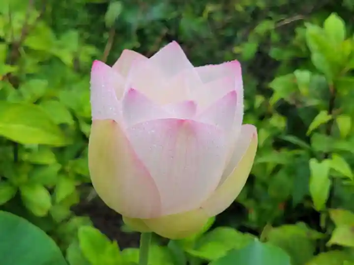 法金剛院の自然