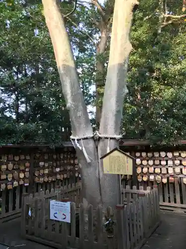 琴崎八幡宮の自然