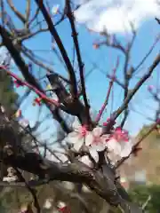 到津八幡神社の自然