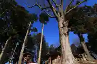 阿久津「田村神社」(郡山市阿久津町)旧社名:伊豆箱根三嶋三社の自然