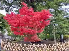 鶴岡八幡宮の自然