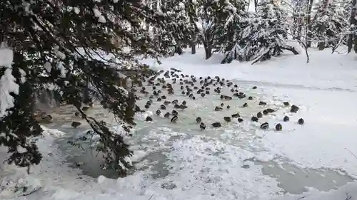 永山神社の動物