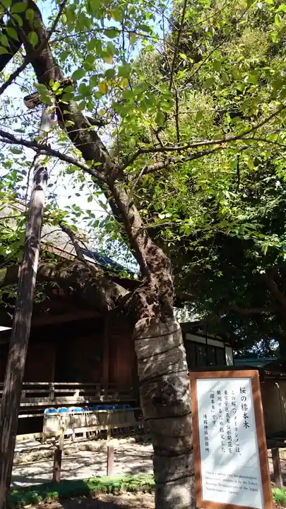 靖國神社の自然