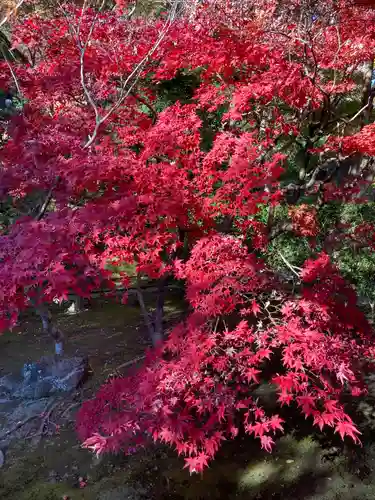 長壽寺（長寿寺）の自然
