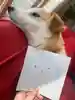 あすみ