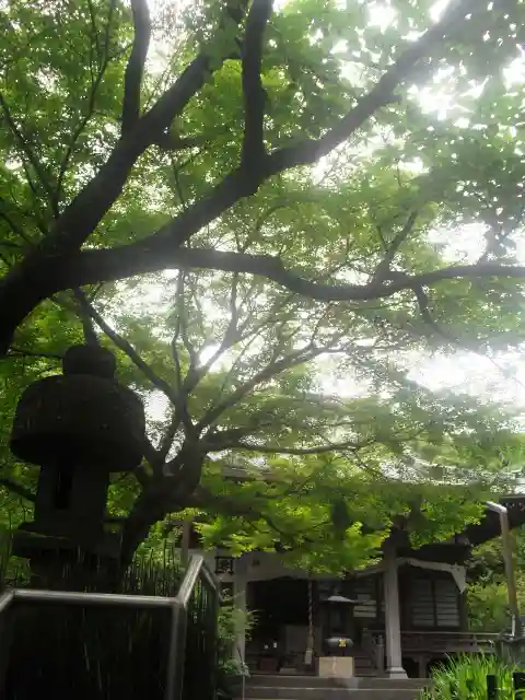 安國論寺(安国論寺)の本殿・本堂