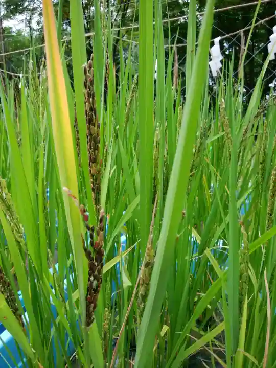 上川神社の自然