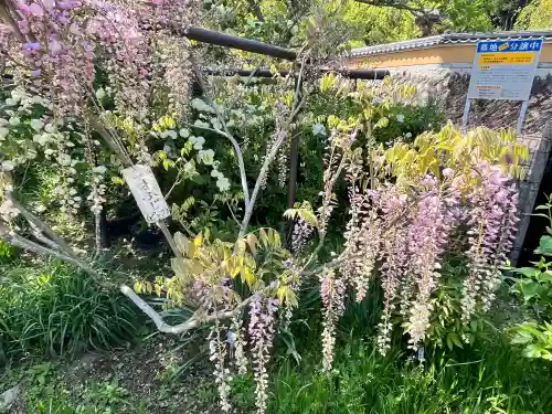 天台宗 五大山 白毫寺(兵庫県)