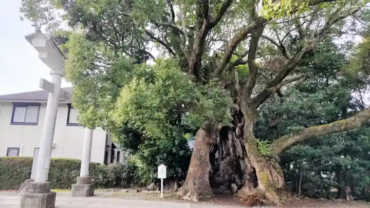 川津来宮神社(静岡県)