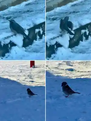七重浜稲荷神社の{uncategorized: "未分類", other: "その他", undefined: "問題あり", building: "その他建物", grave: "お墓", sacred_gate: "鳥居", guardian: "狛犬", statue: "像", buddha: "仏像", history: "歴史", nature: "自然", garden: "庭園", animal: "動物", pagoda: "塔", temizu: "手水舎", mountain_gate: "山門・神門", sanctuary: "本殿・本堂", subordinate: "末社・摂社", art: "芸術", scenery: "景色", jizo: "地蔵", ema: "絵馬", goshuin: "御朱印", omikuji: "おみくじ", items: "授与品その他", amulet: "お守り", goshuincho: "御朱印帳", eats: "食事", festival: "お祭り", votive_dance: "神楽", shichigosan: "七五三参", wedding: "結婚式", experience: "体験その他", initially: "初詣", around: "周辺", anti_infection: "感染症対策"}