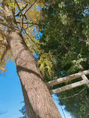 香取神社の自然