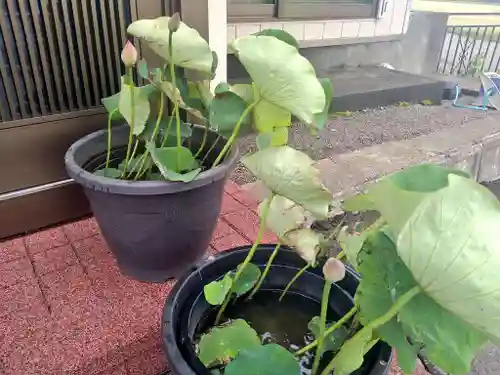 雨竜　専福寺の庭園